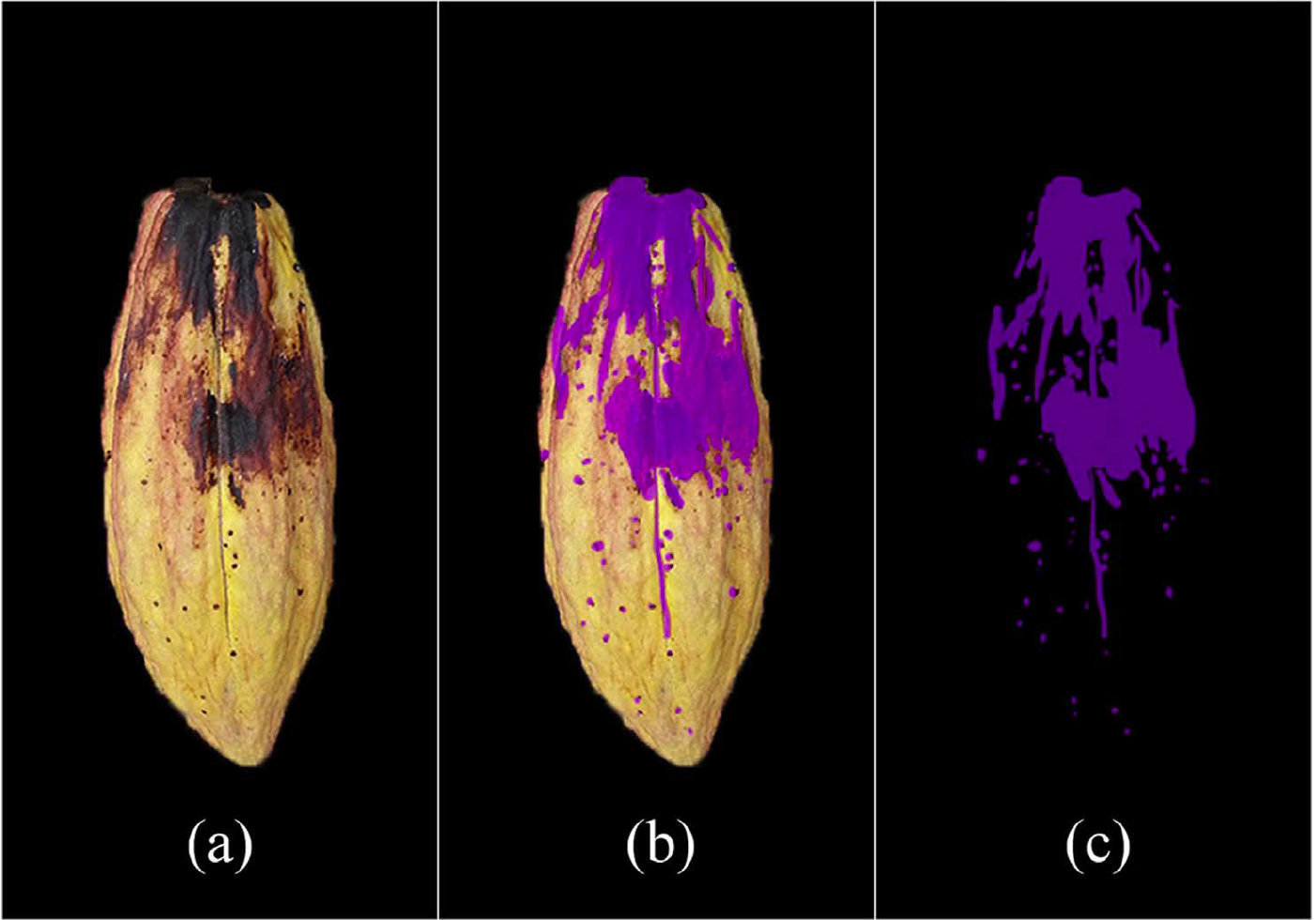 Cleaned image of a rice plant
